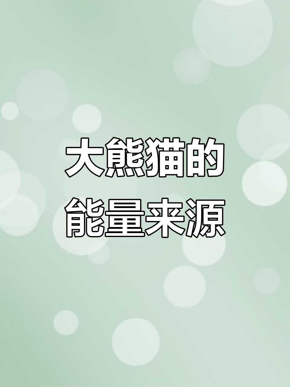 大熊猫吃竹子,其实是为了补充能量,才能尽情玩耍!