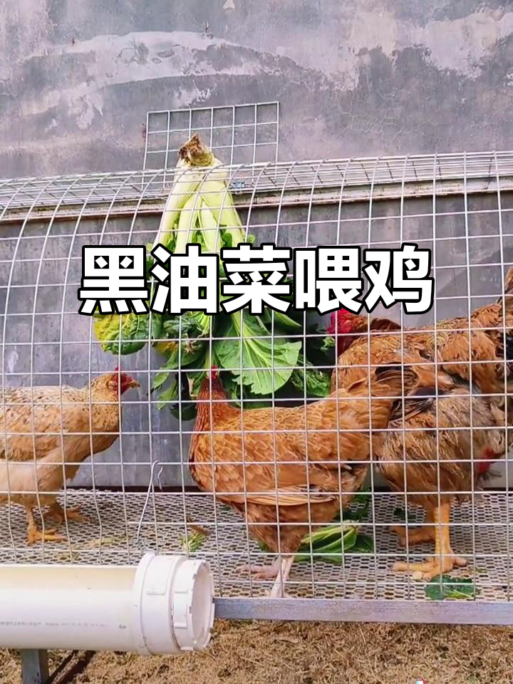 园里黑油菜多，挂笼喂鸡，连菜梗都不浪费！