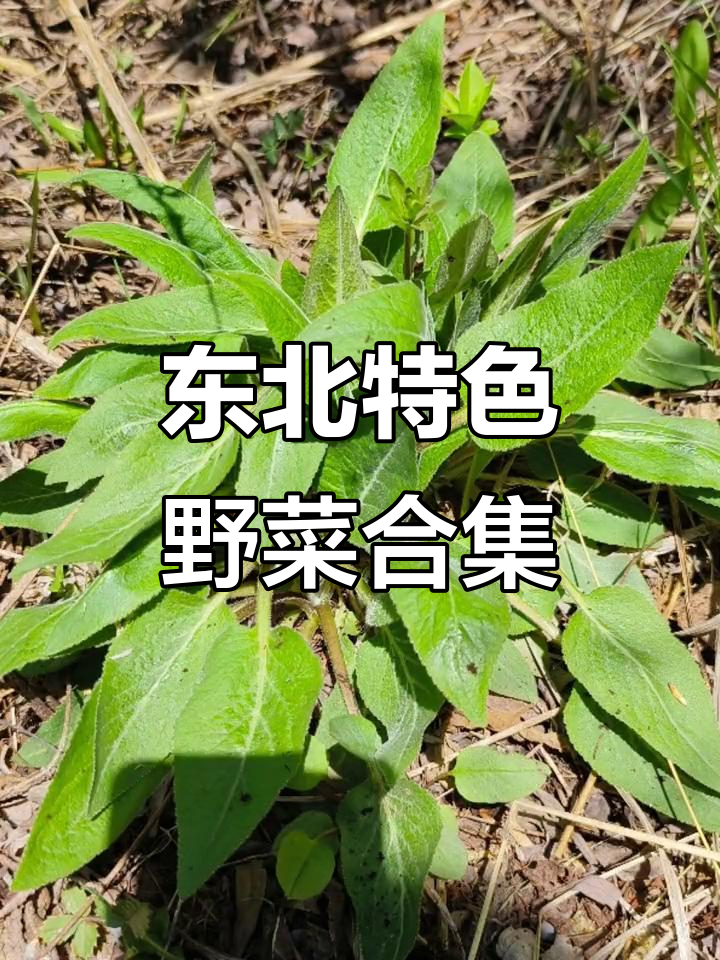 东北野菜大揭秘:这些你吃过吗?