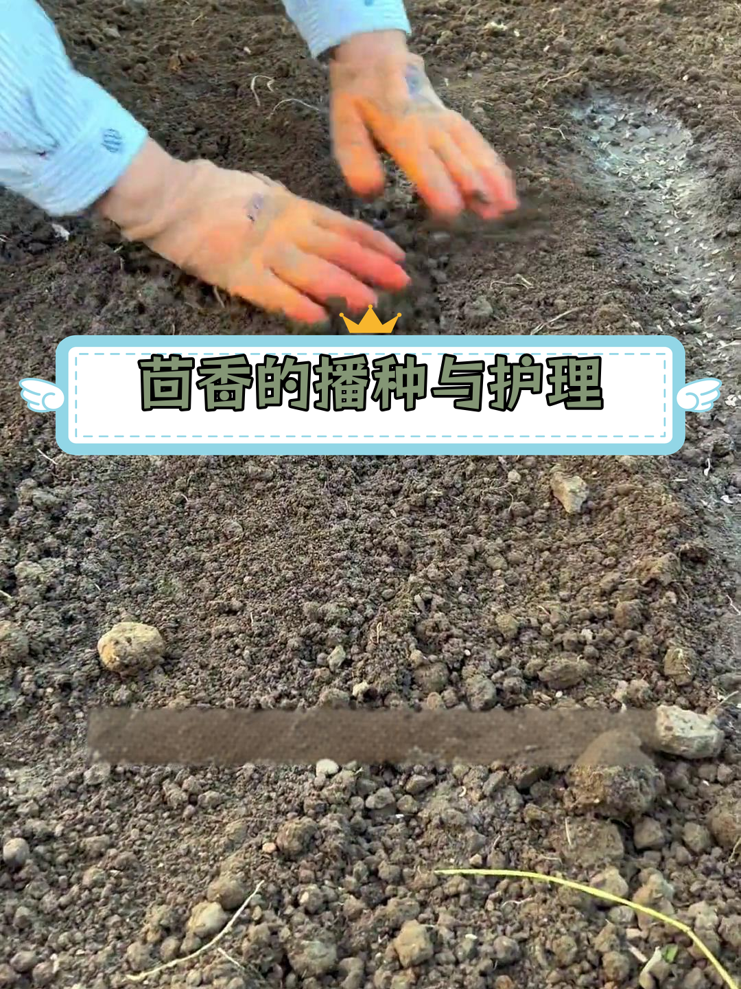 茴香种植全攻略:四季皆宜,轻松丰收