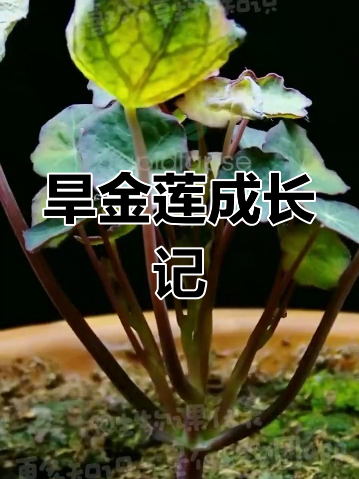 旱金莲的生长过程,从种子到开花全纪录