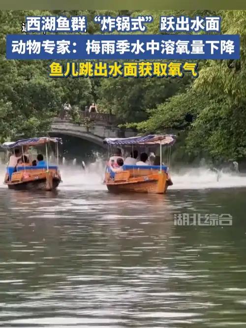 西湖鱼群“炸锅式”跃出水面,动物专家:梅雨季水中溶氧量下降,鱼儿跳出水面获取氧气