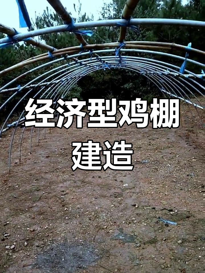 只需500元,轻松搭建鸡棚!