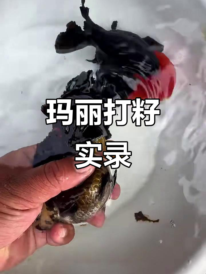 红头黑袍玛丽成功打籽,母鱼产卵全过程揭秘