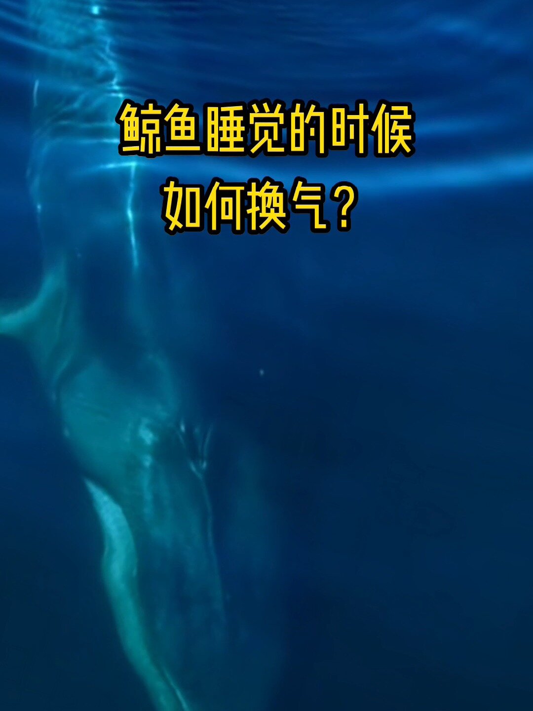 鲸鱼睡觉的时候如何换气,会不会忘记换气?