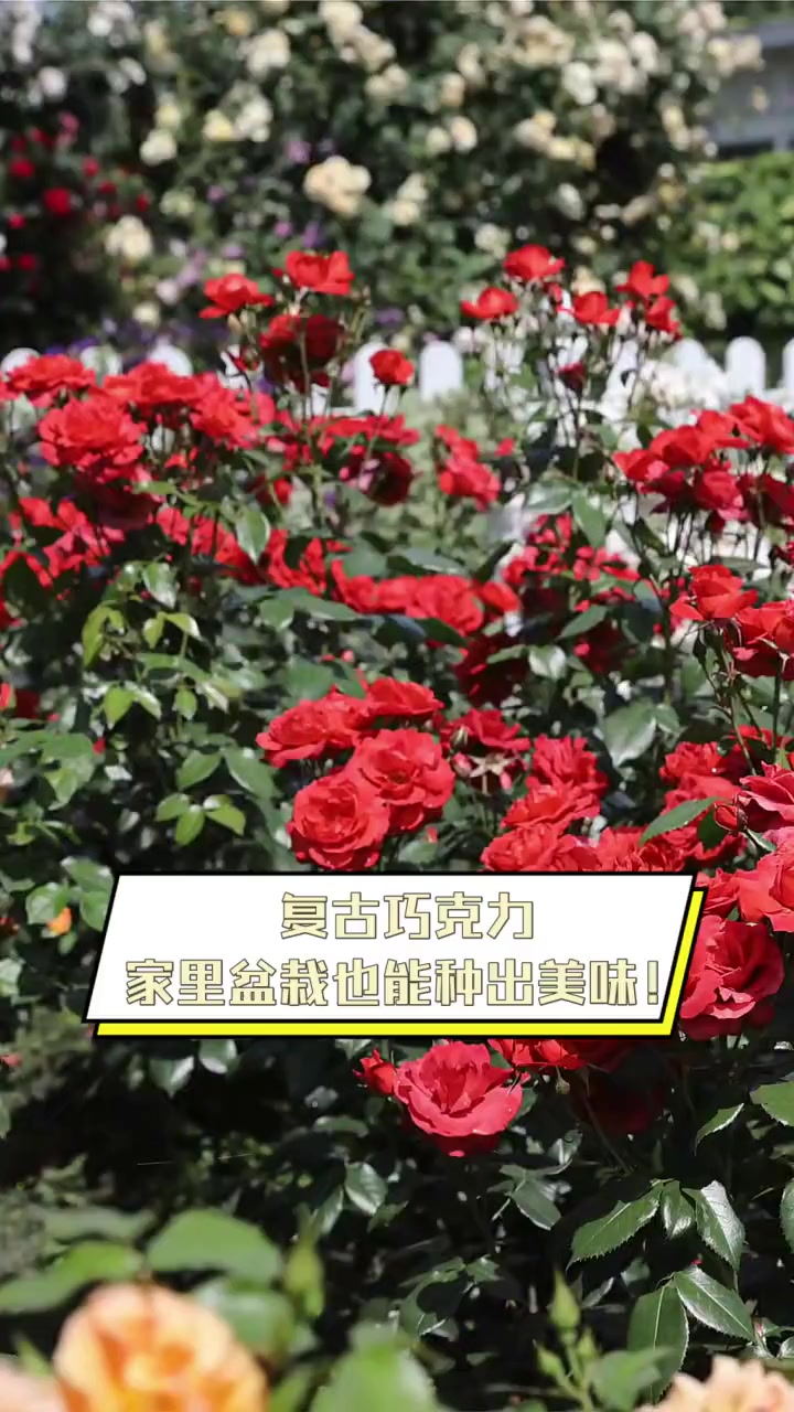 复古巧克力,家里盆栽也能种出美味!