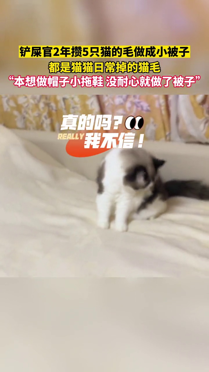 铲屎官2年攒5只猫的毛做成小被子:猫咪喜欢自己的味道,所以也喜欢这床猫毛被