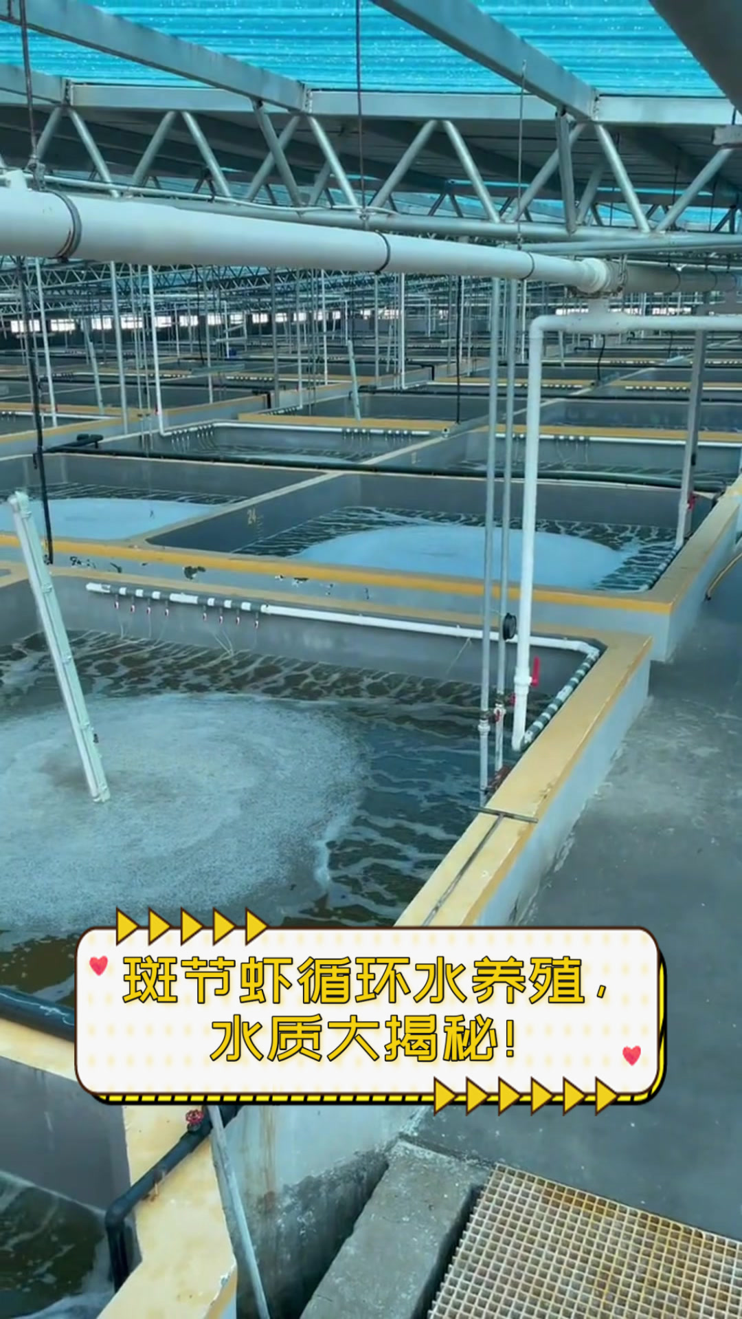 斑节虾循环水养殖,水质大揭秘!