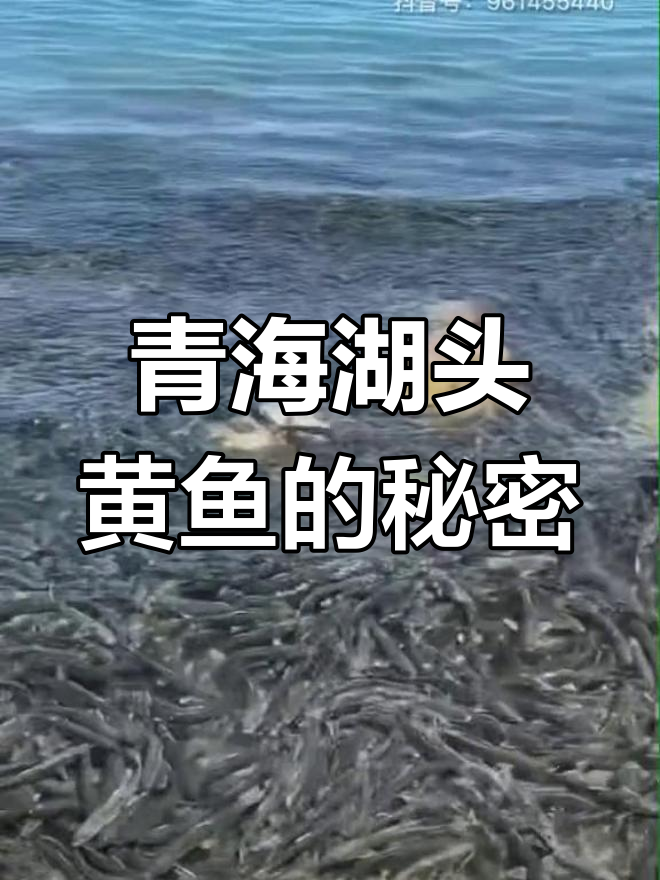青海湖头黄鱼直播揭秘,国家二级保护鱼类不能私自捕捞