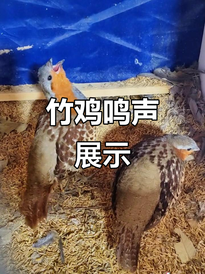 竹鸡叫声大揭秘,宠物竹鸡的独特魅力