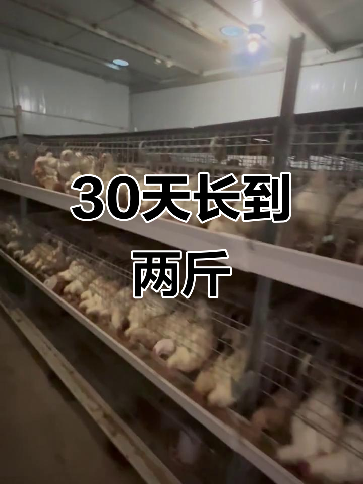 30天称重两斤,精准饲料助力817肉杂超乎想象的增长