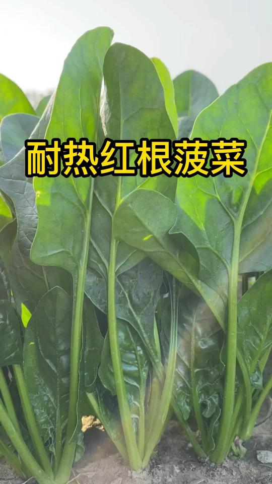 耐热红根菠菜,适合夏天种的菠菜,耐抽苔,凉拌,热炒,做蛋羹都非常好