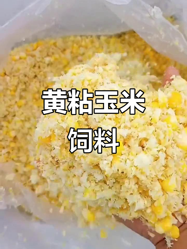纯黄粘玉米,鸡鸭鹅牛羊猪最爱吃的饲料