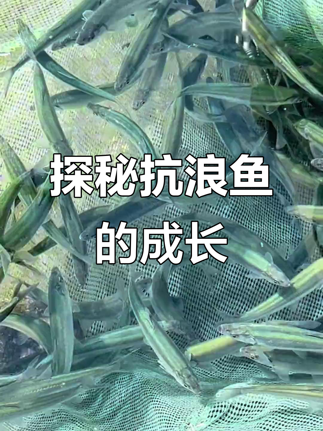 抗浪鱼:从江春起源到泉水养殖基地的秘密