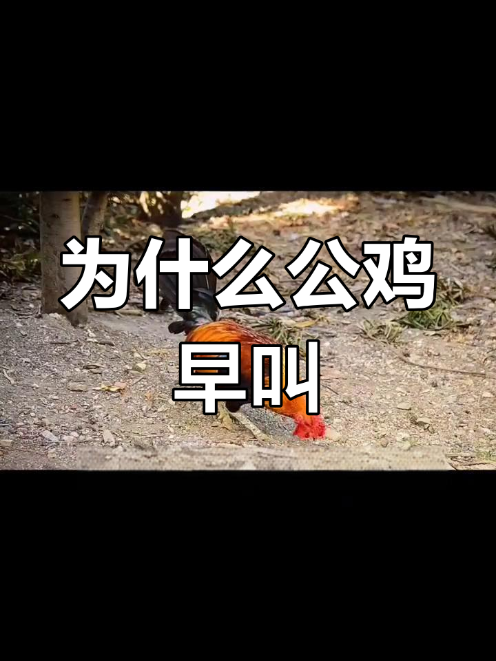 公鸡为何每天早上打鸣?揭秘背后的生物钟