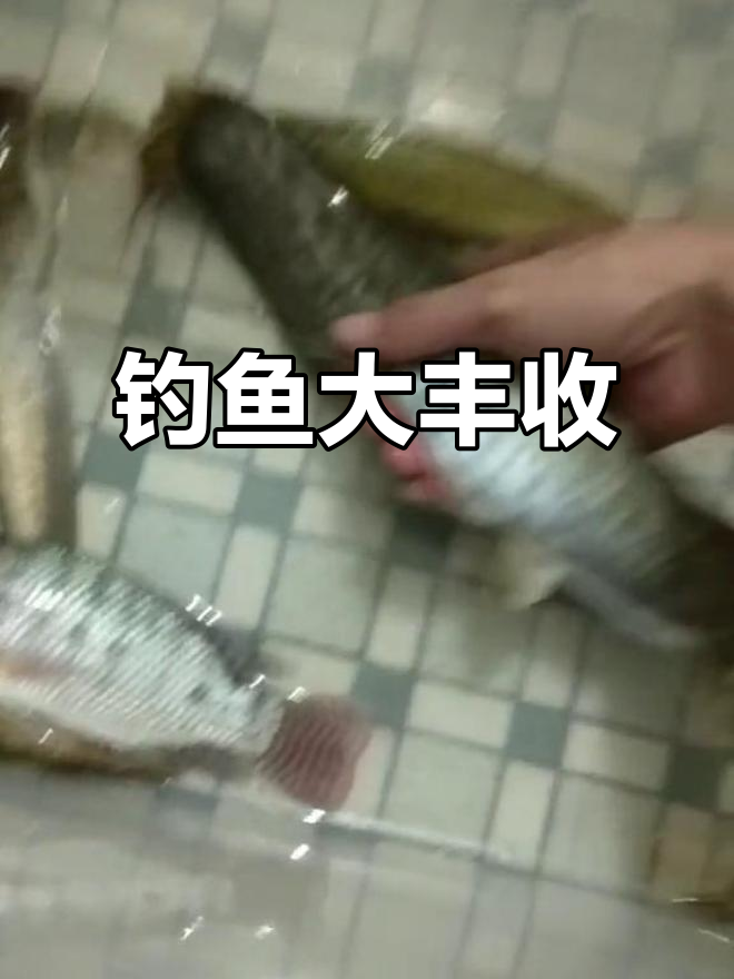 今天钓到鲶鱼、塘角鱼等多种鱼类,蚯蚓饵效果惊人!