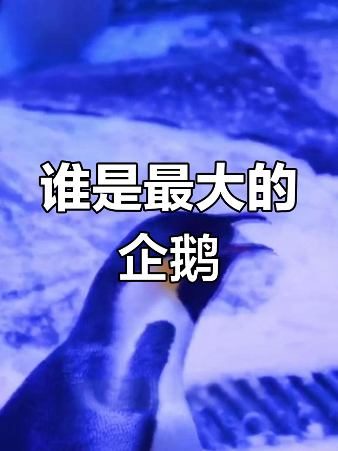 企鹅家族中的“巨无霸”是谁?揭秘最大体型企鹅的特征