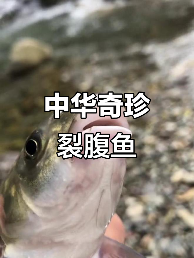冷水鱼之王,细鳞裂腹鱼的独特魅力