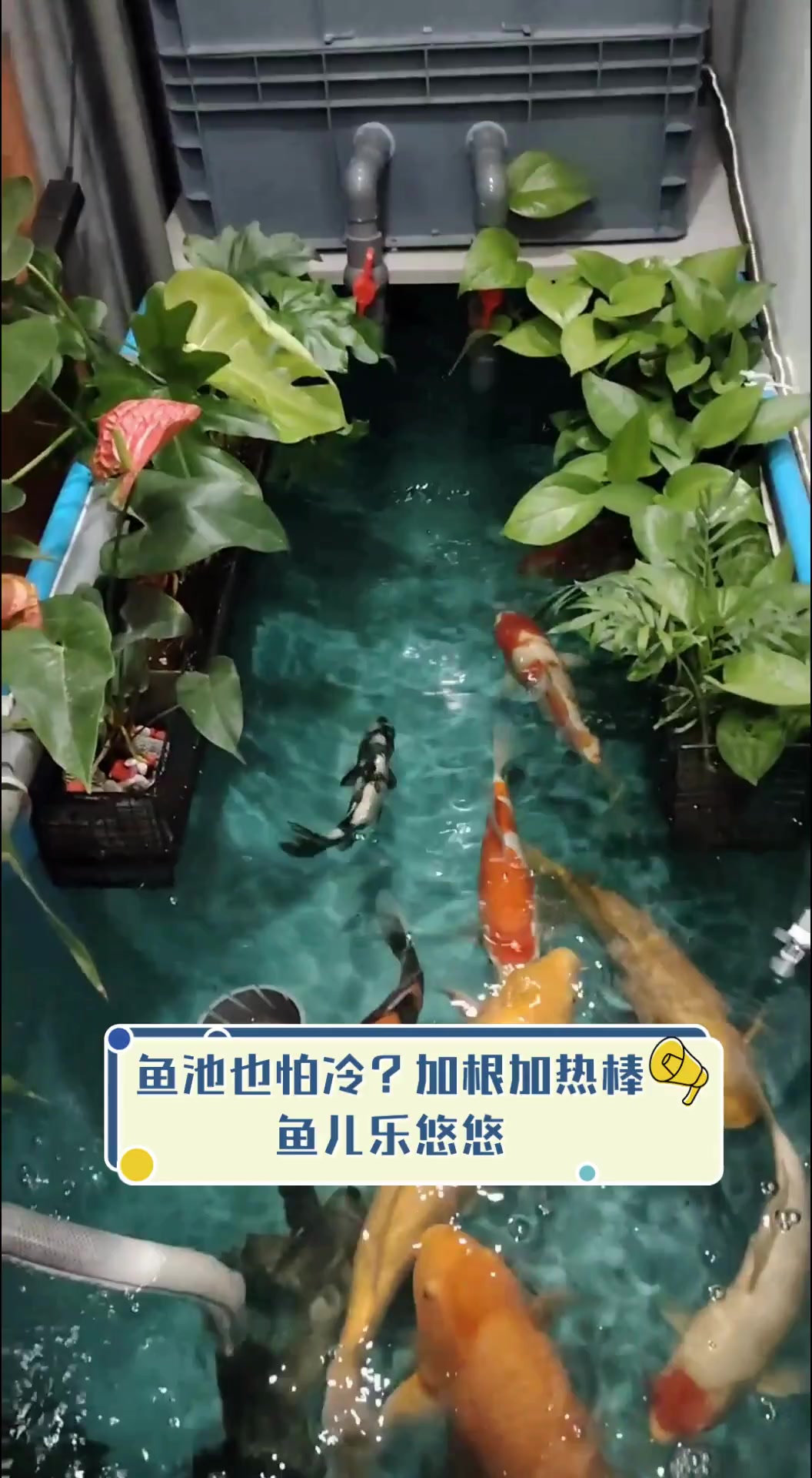 鱼池也怕冷?加根加热棒,鱼儿乐悠悠