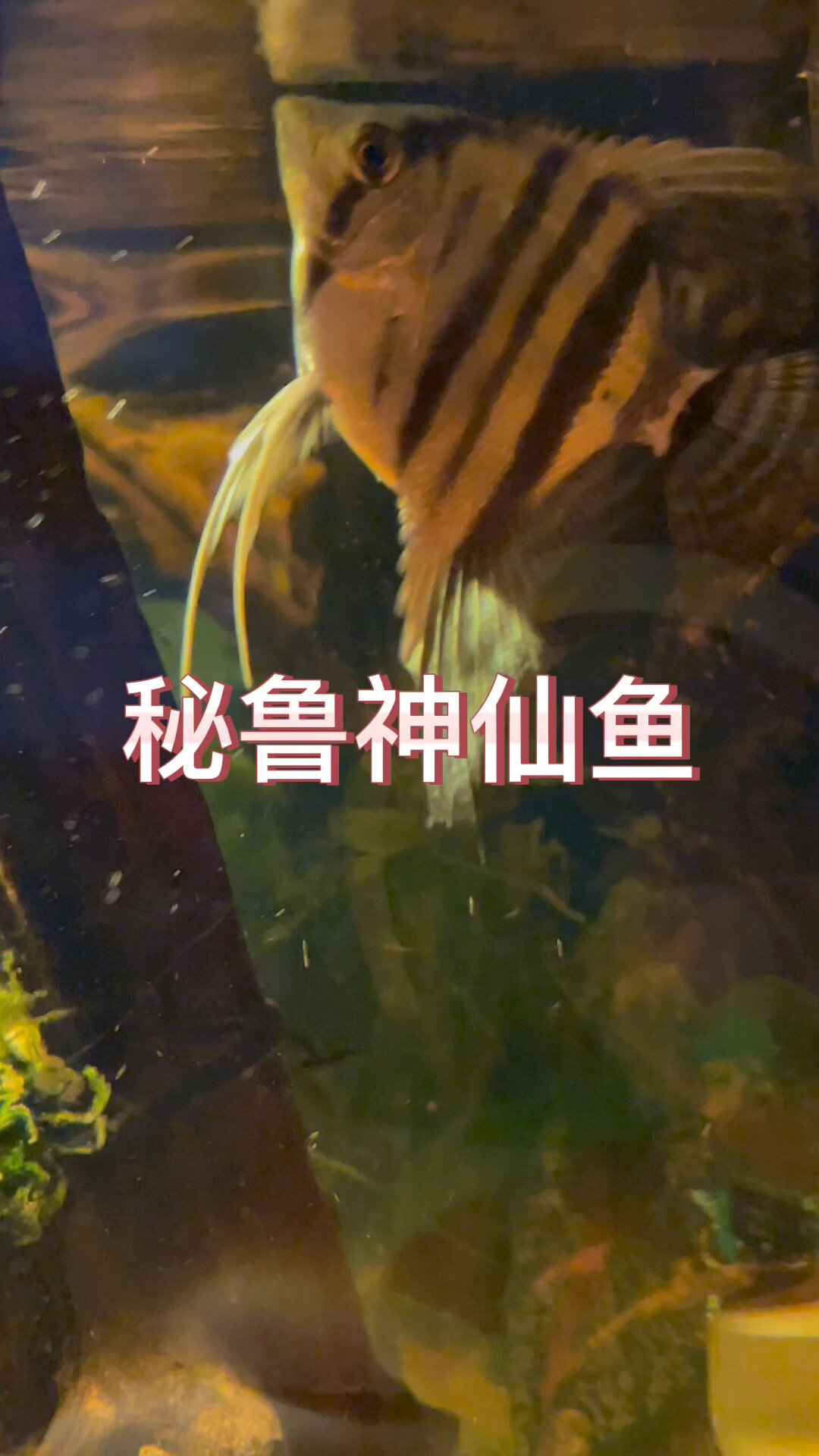 神仙鱼,很飘逸,很好看!