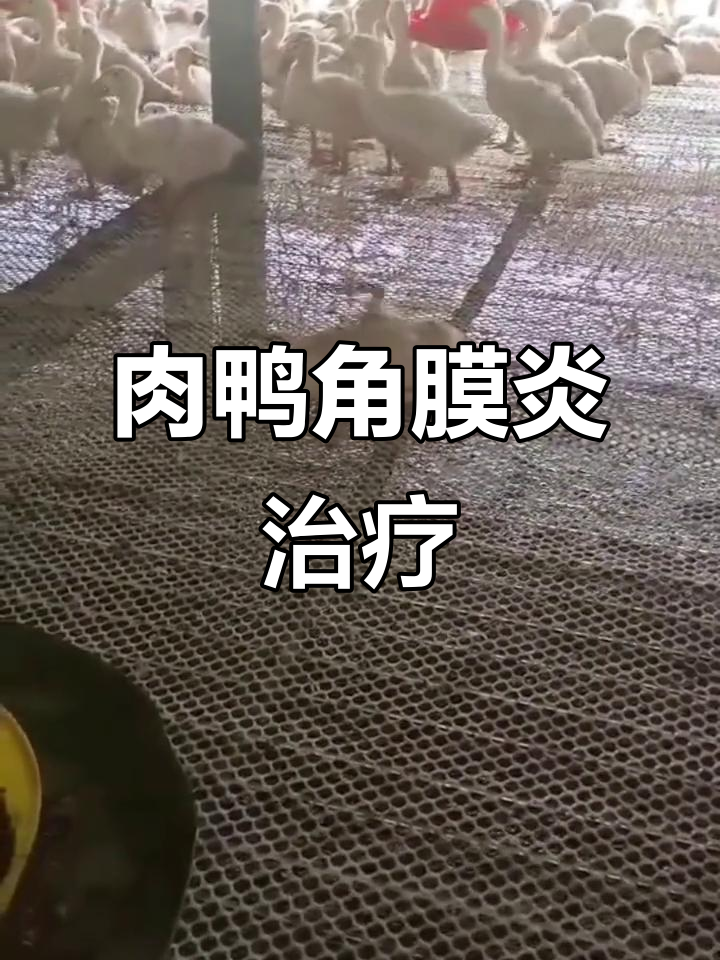 肉鸭病毒性角膜炎症状与治疗方案