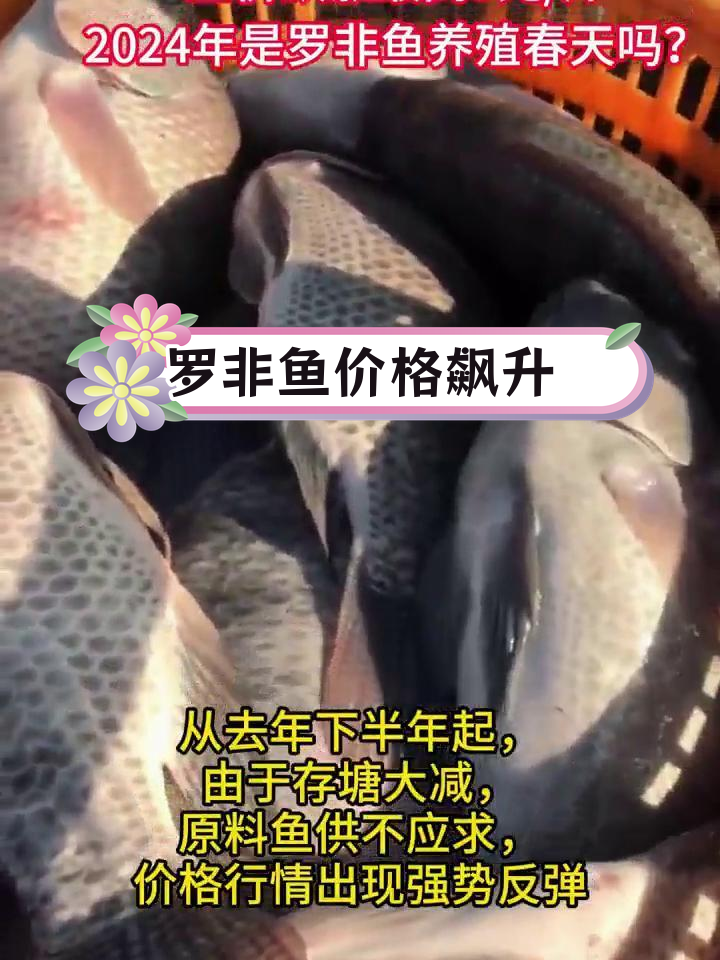 2024年罗非鱼价格暴涨,下半年行情如何?