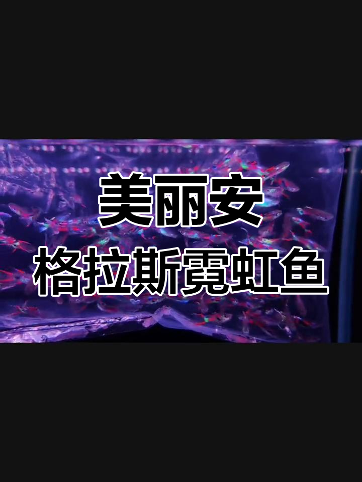 安格拉斯霓虹鱼:独特花纹与荧光色彩