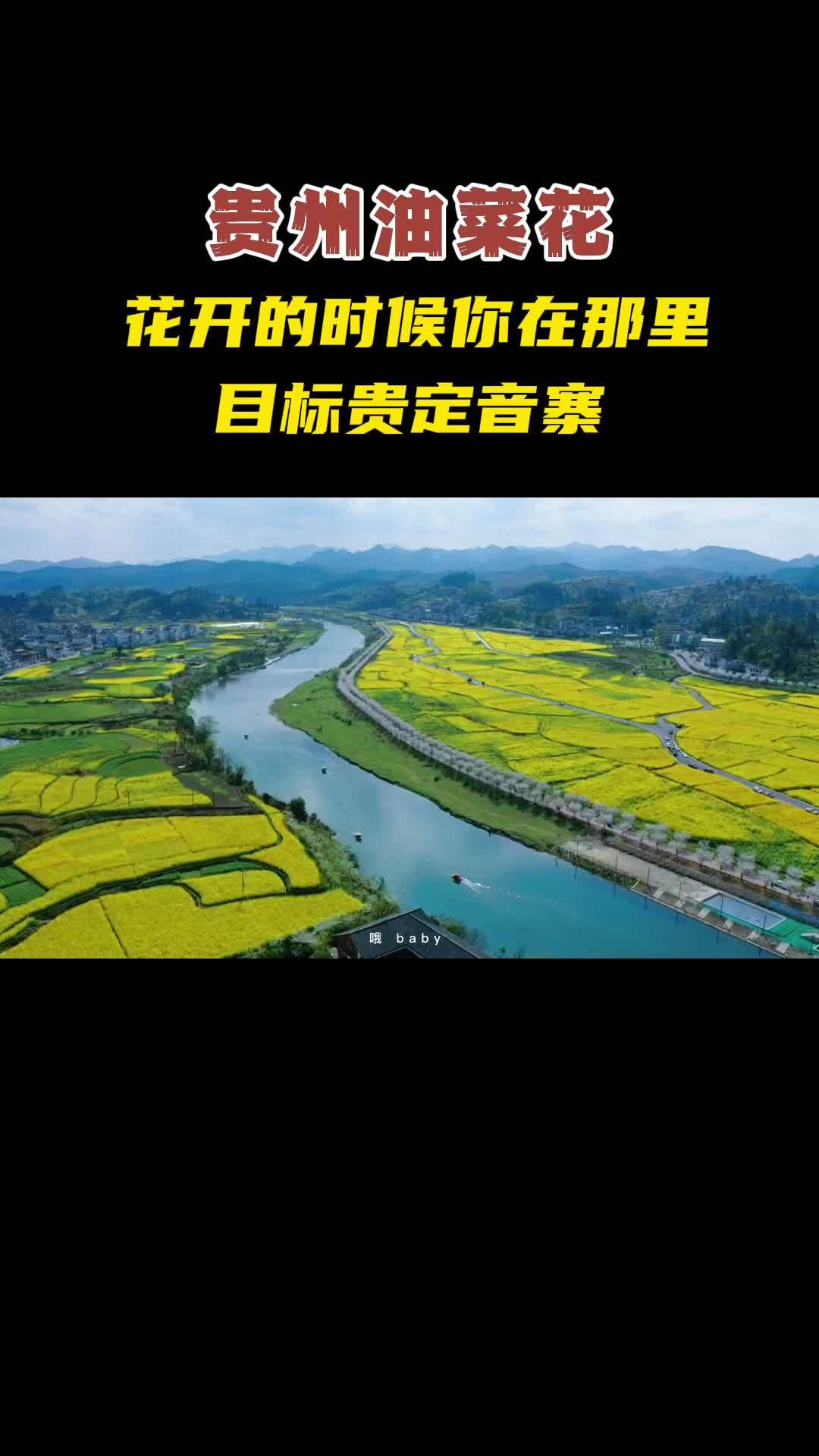 贵州油菜花,贵州樱花,贵州百里杜鹃,贵州花海都在这两个月 贵州旅游 油菜花 抖音带你去赏花