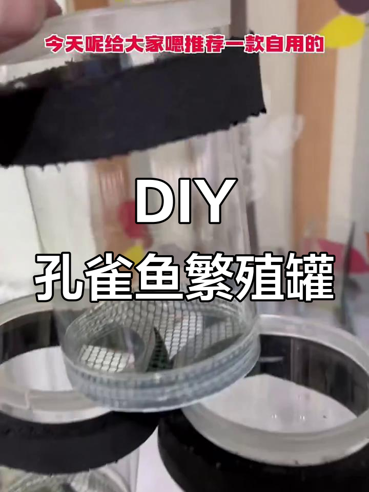 自制孔雀鱼繁殖罐,简单又实用