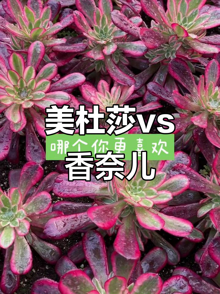 祝融、美杜莎与香奈儿的美丽碰撞,黑铜壶超白点揭秘