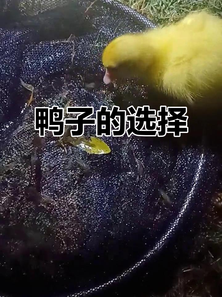 小鸭子偏爱哪种食物?小鱼还是虾米,长大后知道命运吗?
