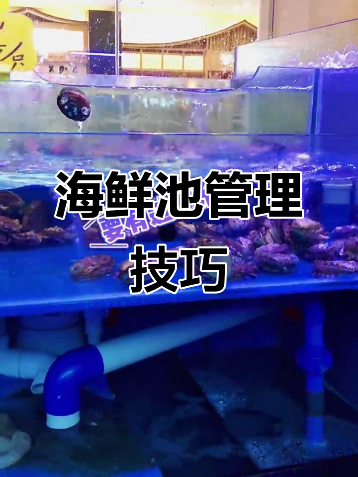 海鲜池维护全攻略:如何确保水质健康与设备正常运行