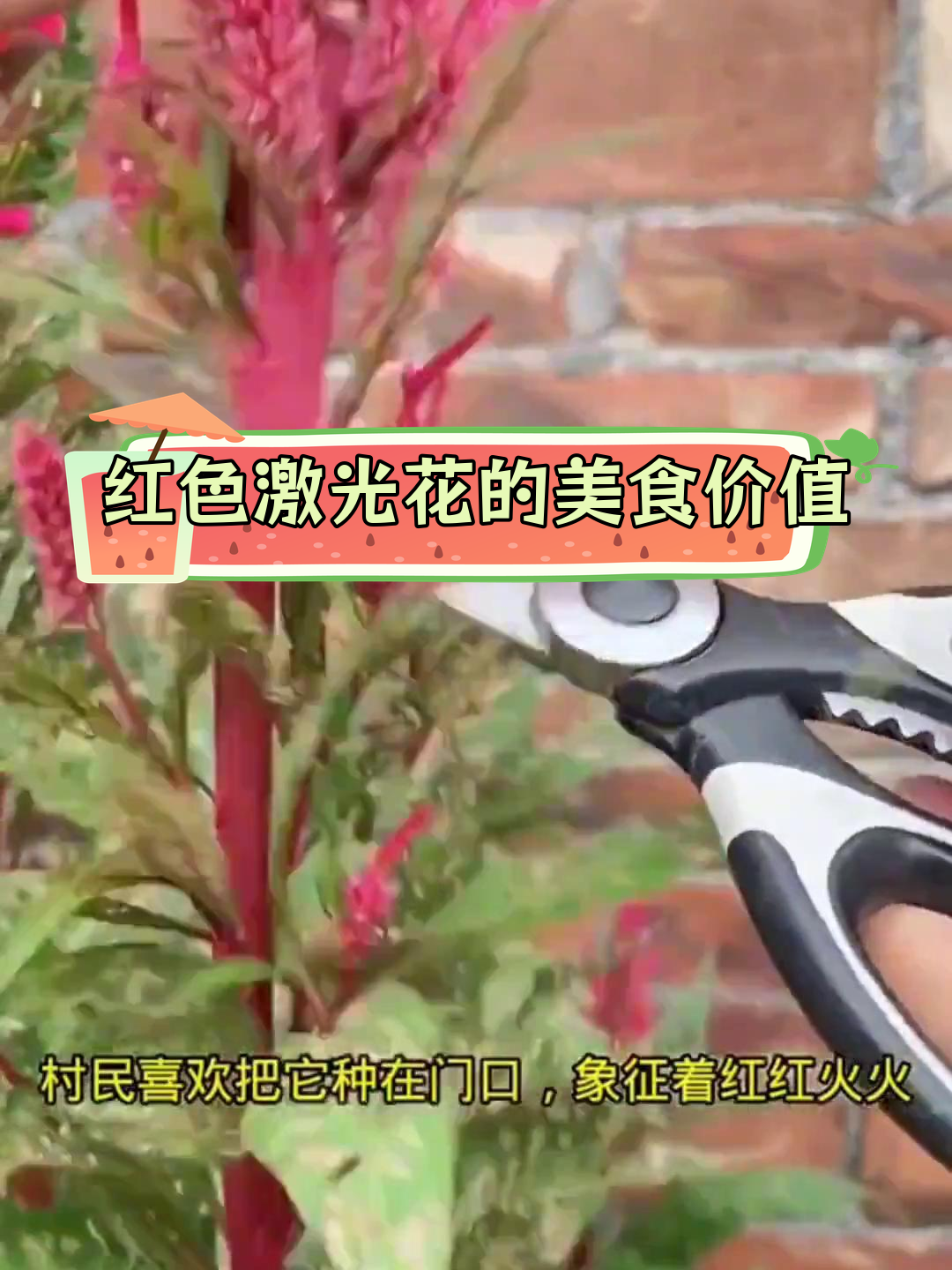 红鸡冠花的多种吃法与功效