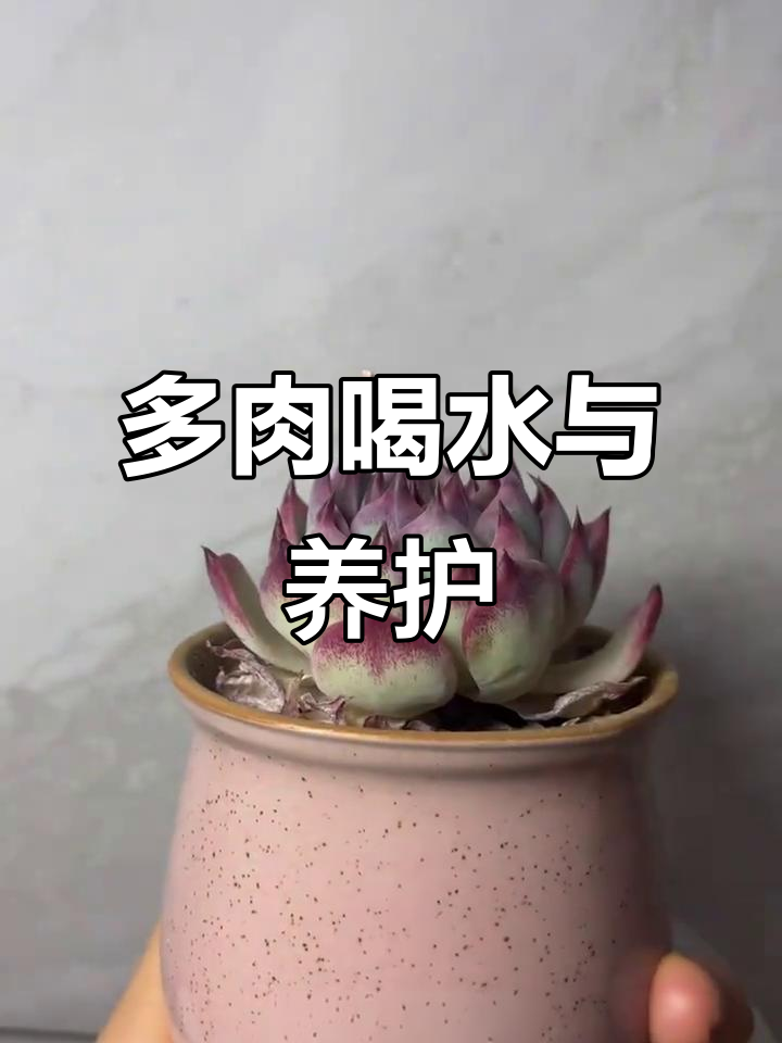 水蜜桃吉娃娃控养技巧:清理枯叶、通风晾晒,避免黑腐