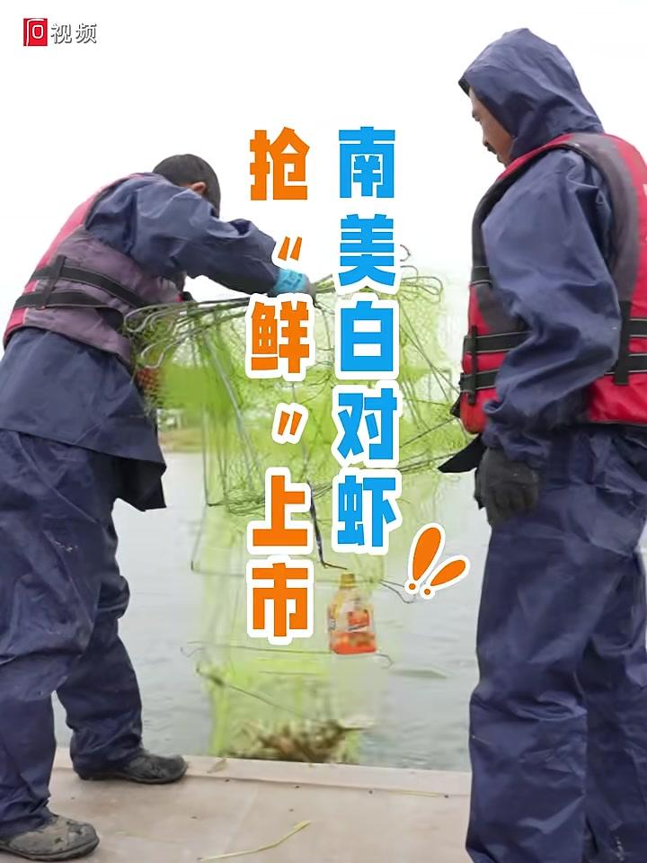 南美白对虾抢“鲜”上市！南美白对虾 上市 养殖（记者：王宵袁佳实习生：黄雨萱编辑：张珂）