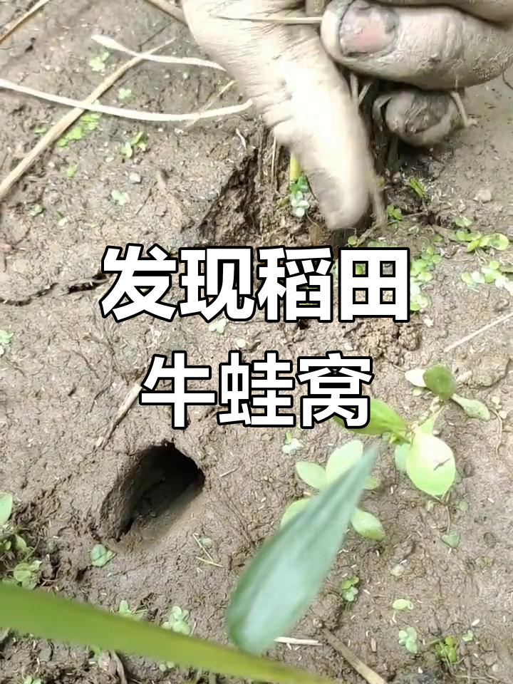稻田惊现牛蛙窝,甲鱼出气孔大揭秘