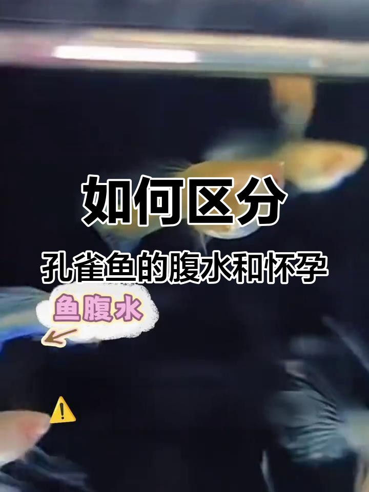 孔雀鱼腹水与怀孕的区别,水质管理才是关键