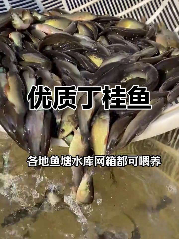 丁桂鱼苗适合淡水养殖,抗寒力强,品质优良