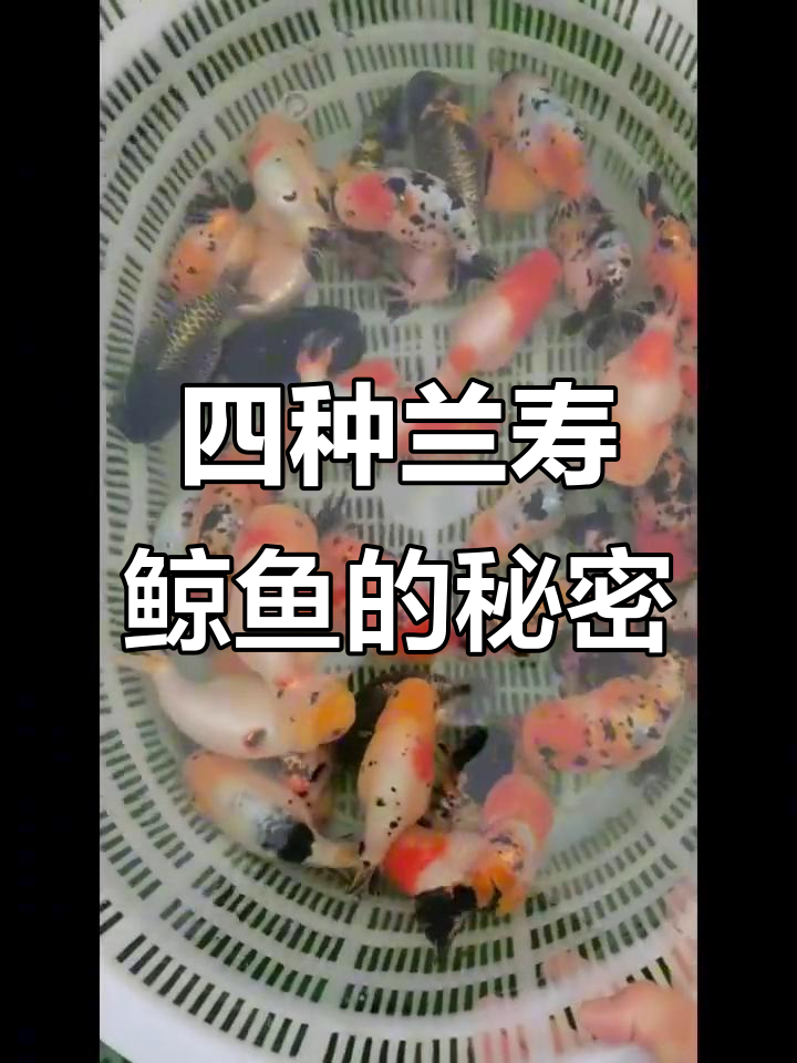 蓝寿鲸鱼四种类型,你了解吗?