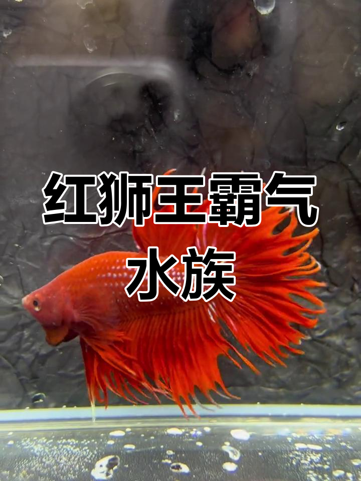 泰国斗鱼:纯红狮王霸气登场