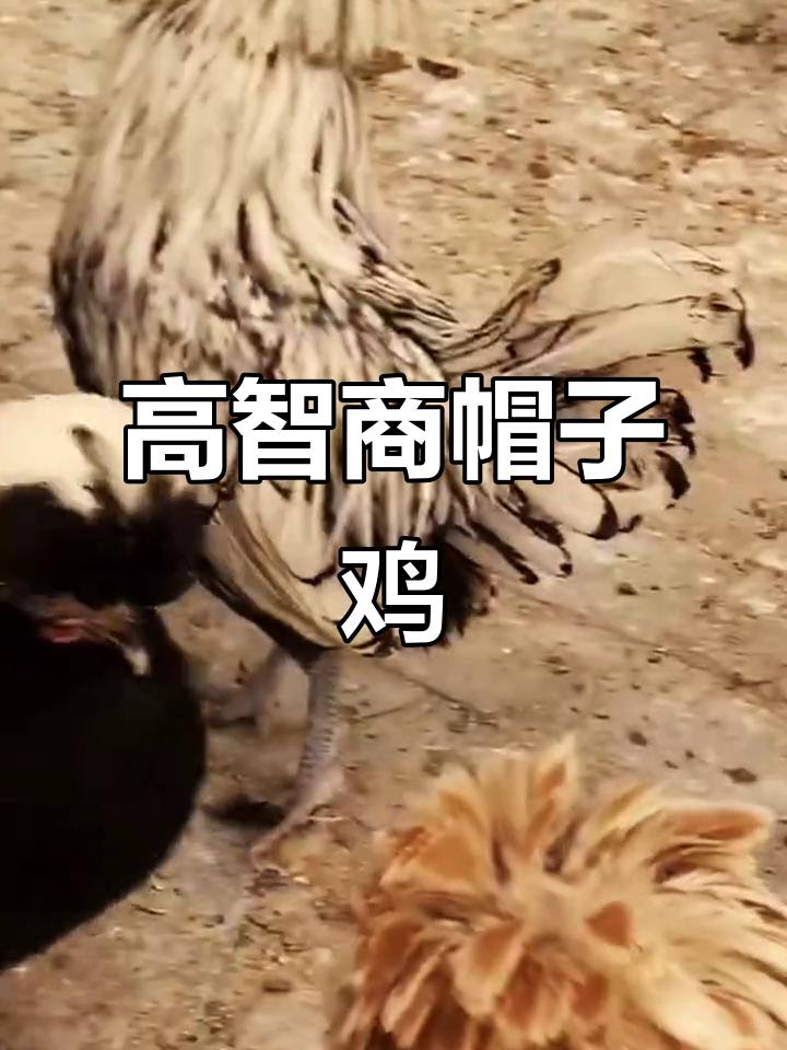 自信满满的帽子鸡，智商高又爱炫耀