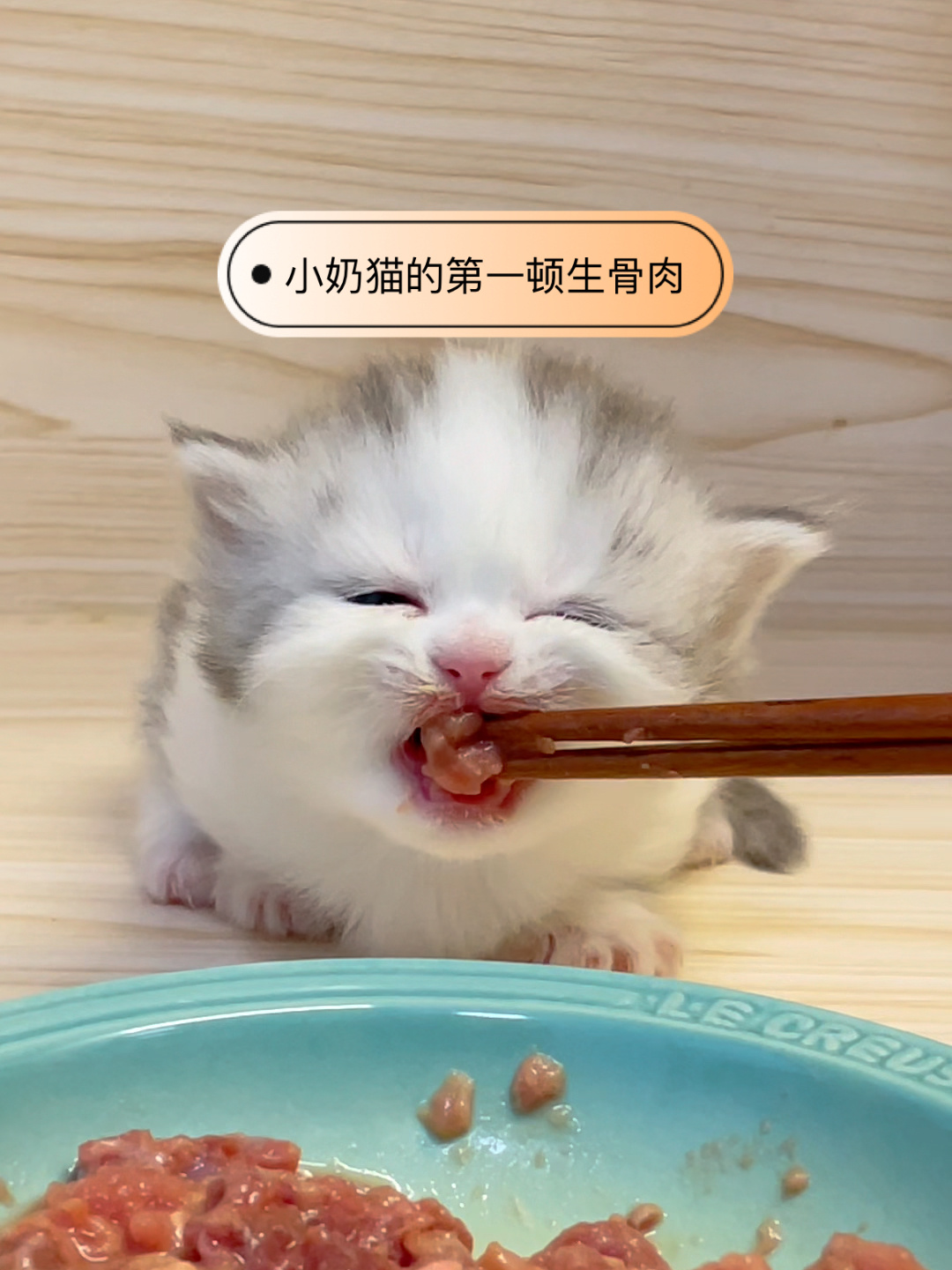 25天大的小奶猫就可以吃生骨肉?