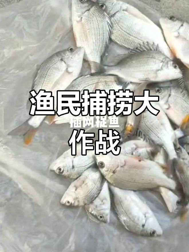 渔民捕鱼实录:撒网、收线,惊险刺激全过程