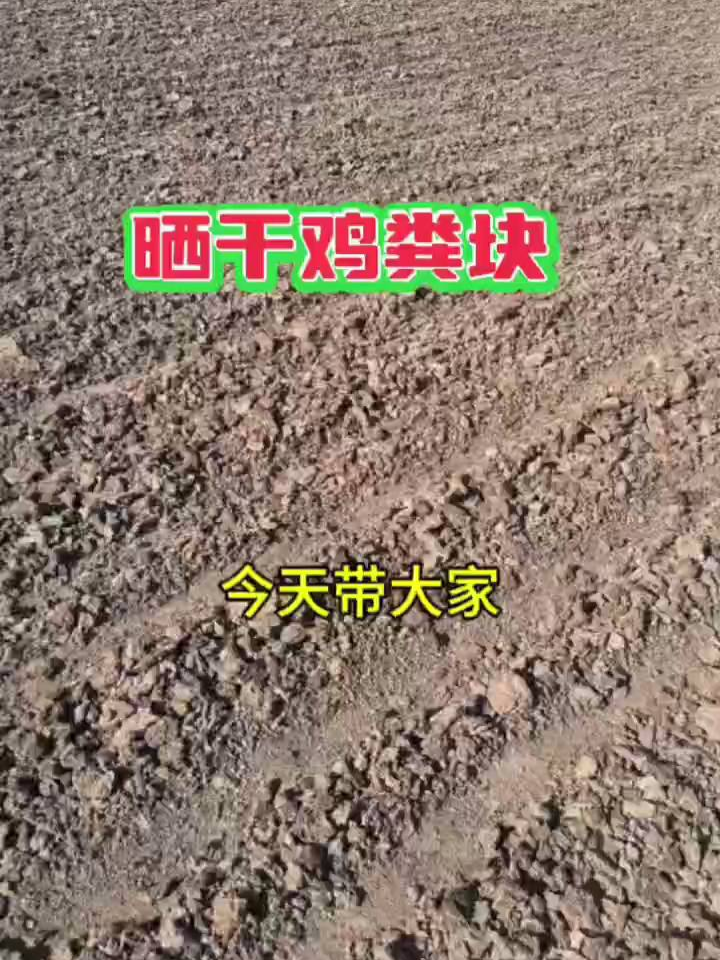 晒干鸡粪晾晒场