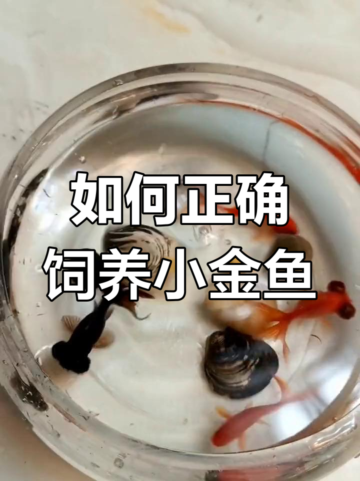 小鱼缸养金鱼全攻略,如何避免缺氧