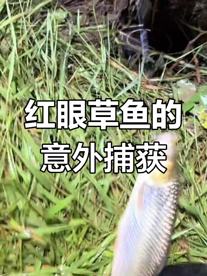 误以为是鲤鱼,结果竟然是草鱼!红眼睛的秘密揭晓
