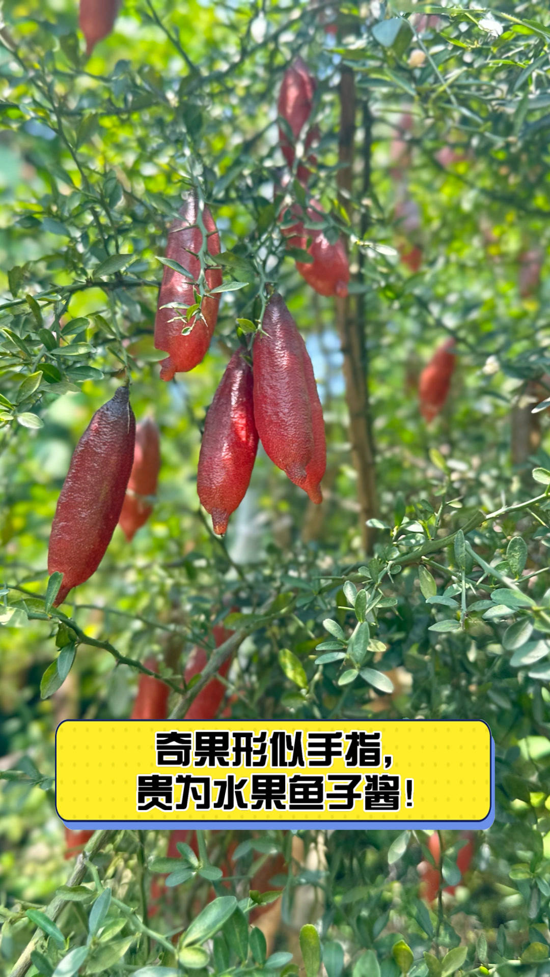 奇果形似手指,贵为水果鱼子酱!