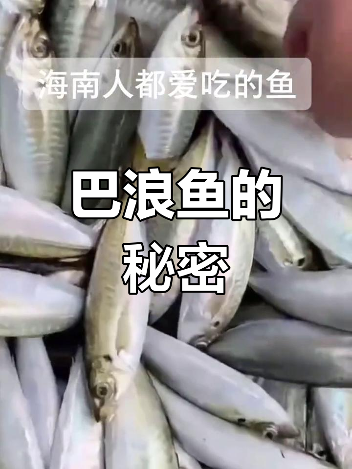 海南人爱吃的巴浪鱼,究竟是什么?