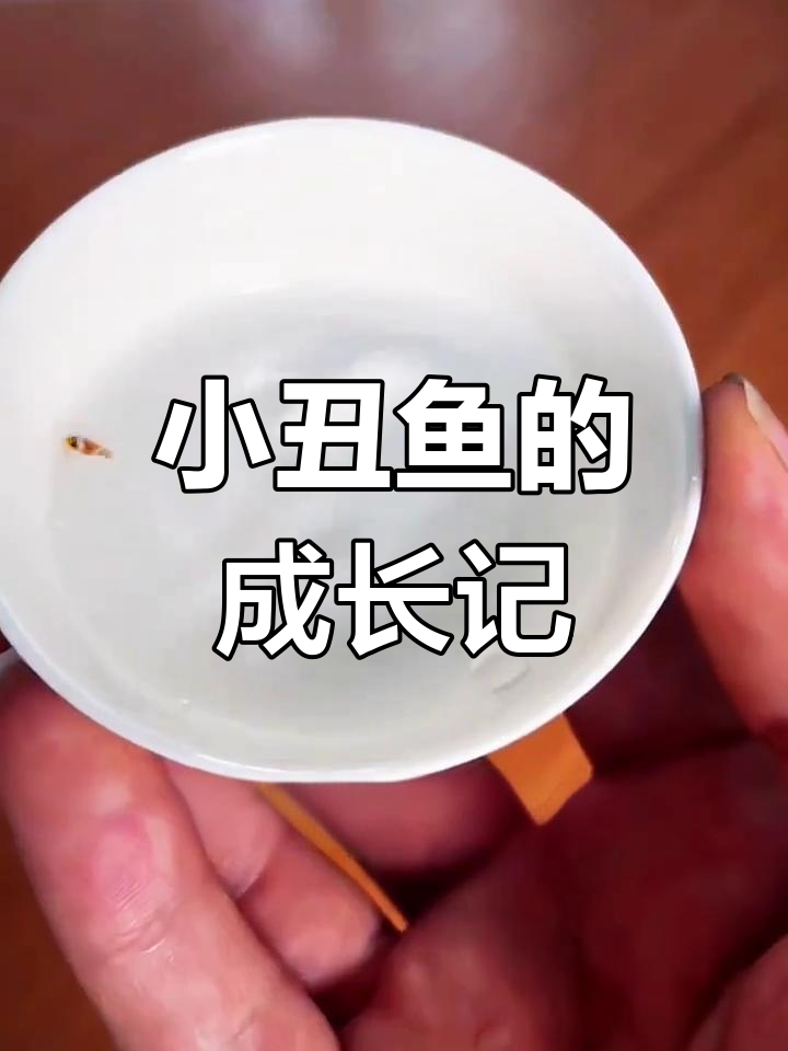 小丑鱼宝宝从孵化到成年的成长过程,超萌!