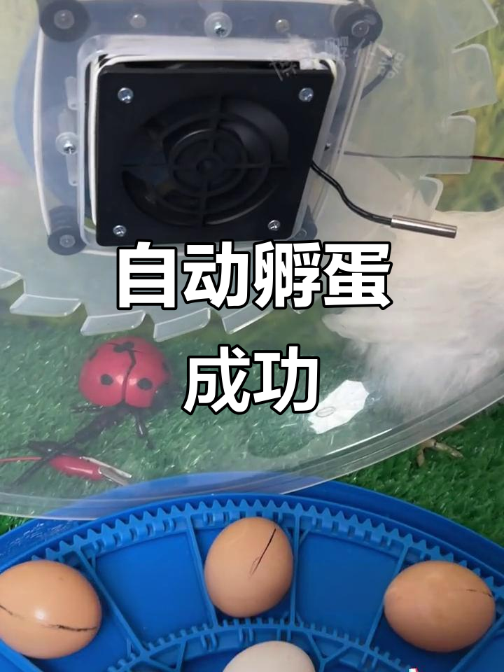 智能孵化器让鸡蛋变小鸡,健康又多!